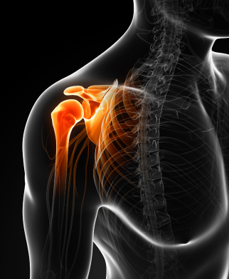 Shoulder